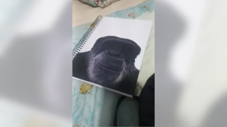 Professor é demitido após associar aluno negro a chimpanzé em Maceió (AL)