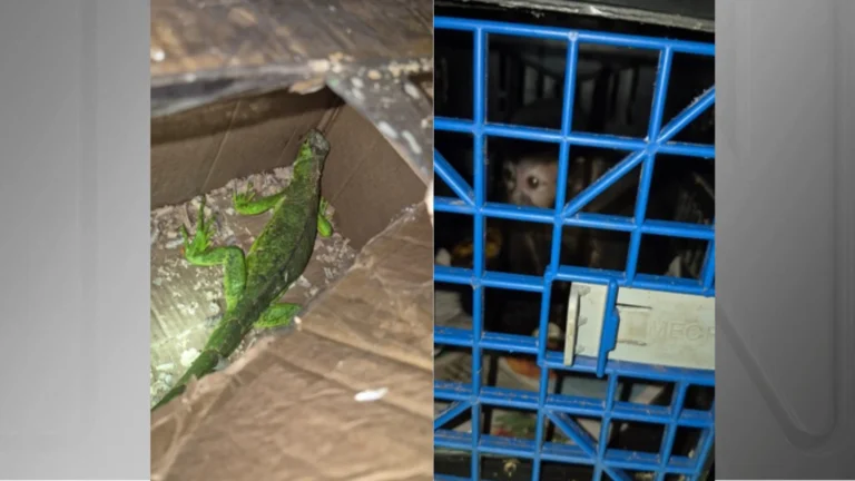 Três pessoas são presas por transporte ilegal de animais silvestres no RJ
