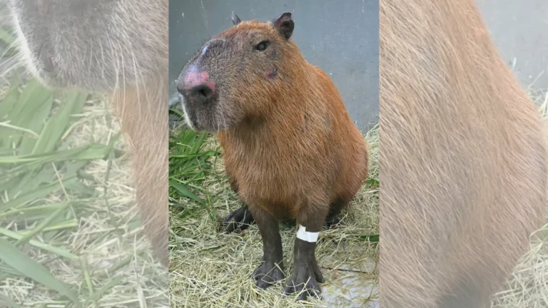 MP denuncia 6 homens acusados de agredir uma capivara no RJ