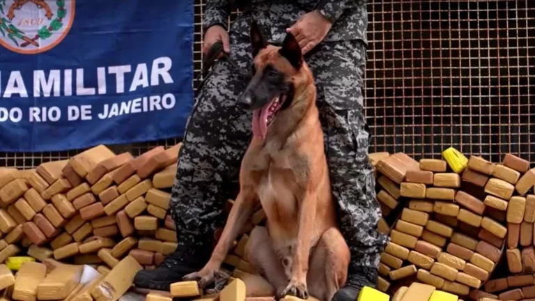 Cão Hulk ajudou a encontrar 48 toneladas de drogas no Complexo da Maré (RJ)