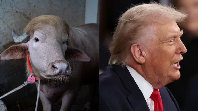 Búfalo “Trump” vira atração por semelhança com presidente dos EUA
