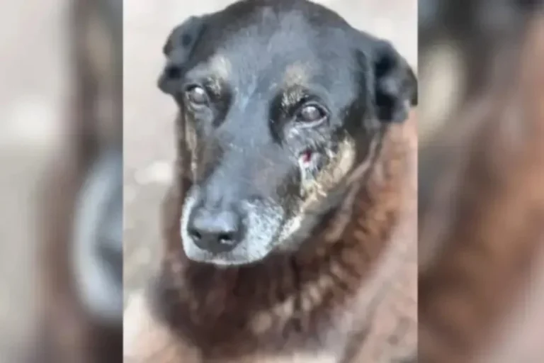 Cão Orelha: Justiça arquiva investigações do caso por falta de provas