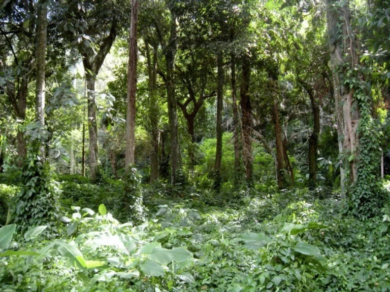 SP lança plataforma interativa com dados sobre biodiversidade paulista