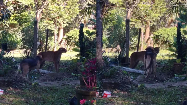 Vídeo: onça entra em pátio de casa e é espantada por cachorros no Paraná