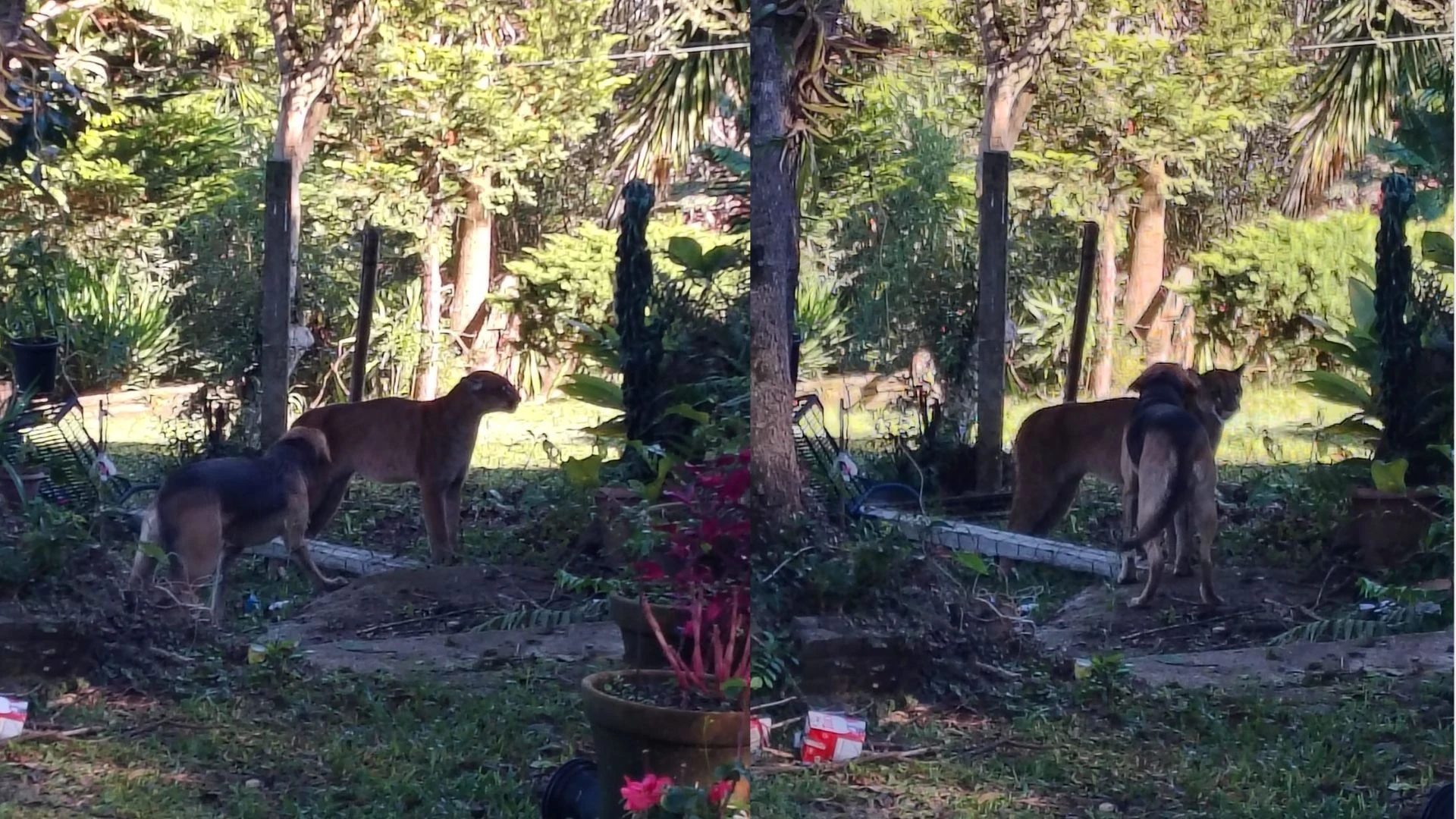 Vídeo: onça entra em pátio de casa e é espantada por cachorros no Paraná