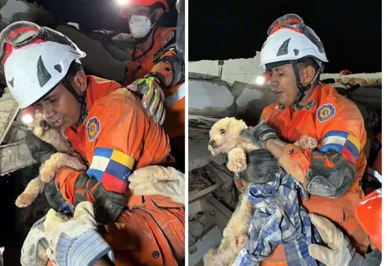 Cachorrinha é resgatada com vida 5 dias após terremotos devastarem a Venezuela