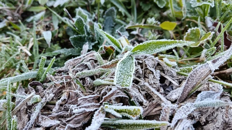 Com 2,1°C, Campos do Jordão iguala recorde de frio no ano em SP
