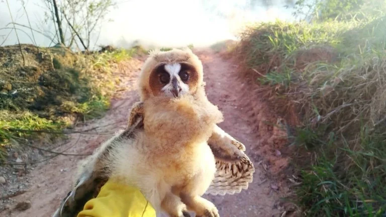 Bombeiros encontram dois filhotes de coruja encurralados em incêndio e missão de contenção é acionada para salvar animais