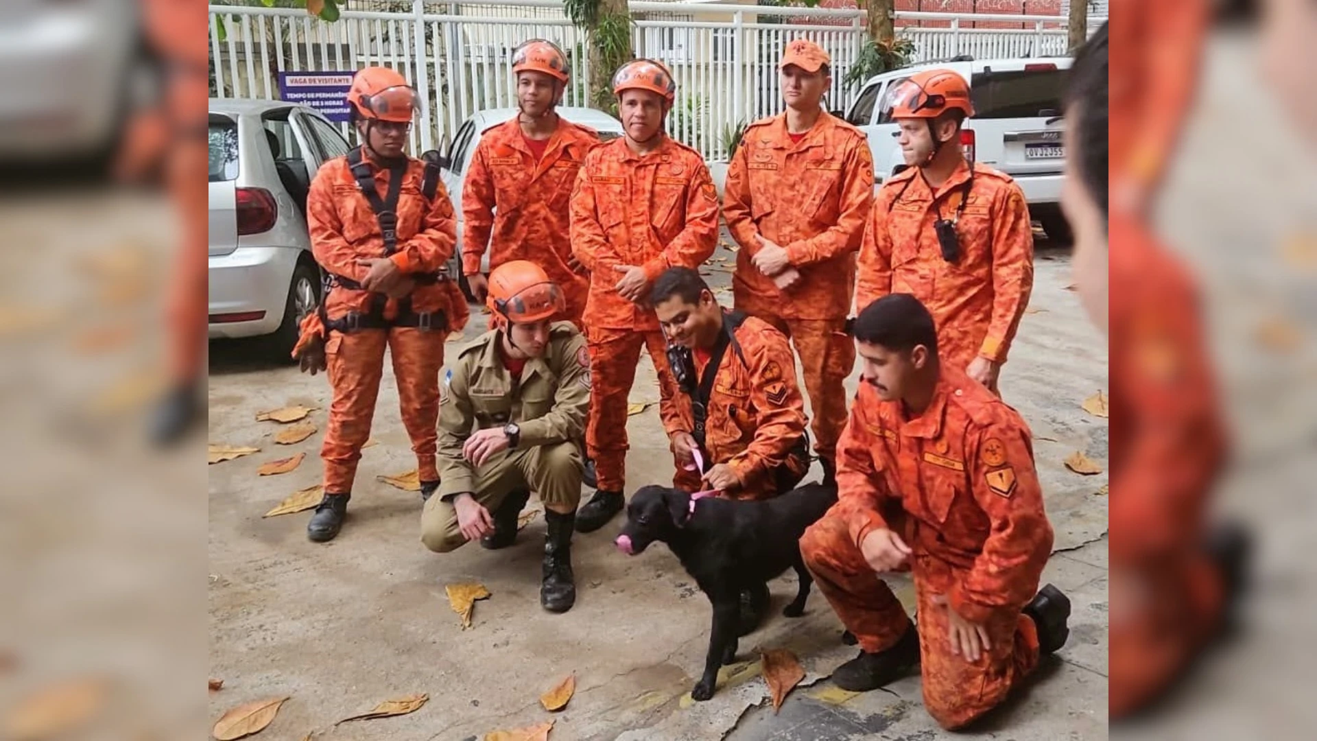 Corpo de Bombeiros resgata mais de 18 mil animais no Rio em oito meses