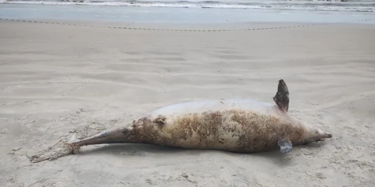 Golfinho de mais de 200 kg e 3 metros é encontrado morto no litoral de SP