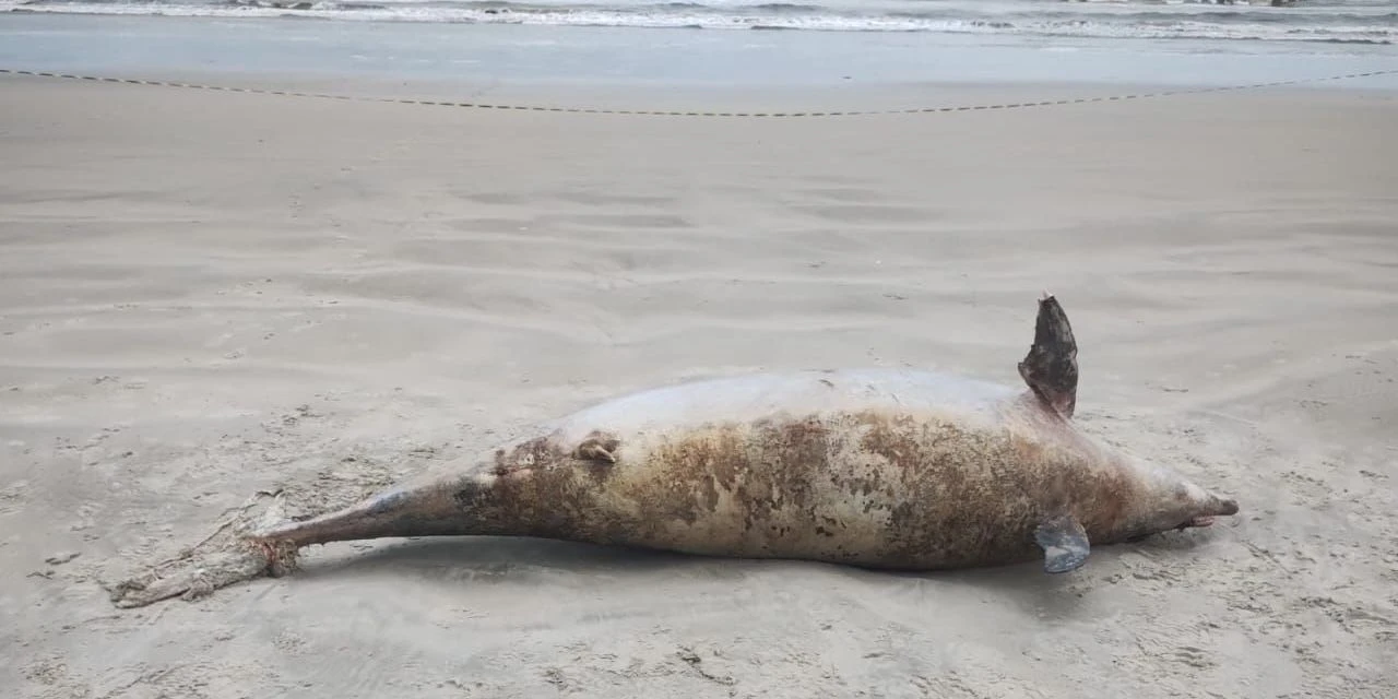 Golfinho de mais de 200 kg e 3 metros é encontrado morto no litoral de SP