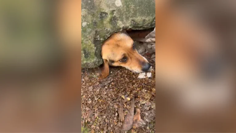 Cachorro fica com a cabeça entalada em muro ao tentar alcançar pudim na rua