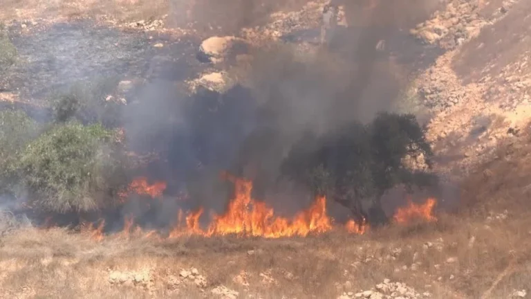 Colonos israelenses ateiam fogo em plantações de oliveiras na Cisjordânia
