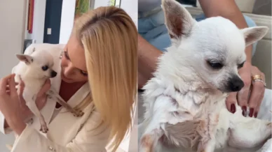 Ana Hickmann se despede do cachorrinho Zhee após 16 anos