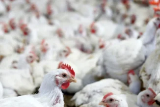 Ministério da Agricultura confirma terceiro foco de Newcastle em SC