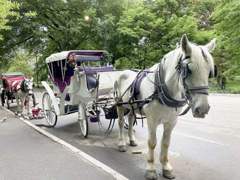 Nova York proíbe passeios com carruagens puxadas por cavalos