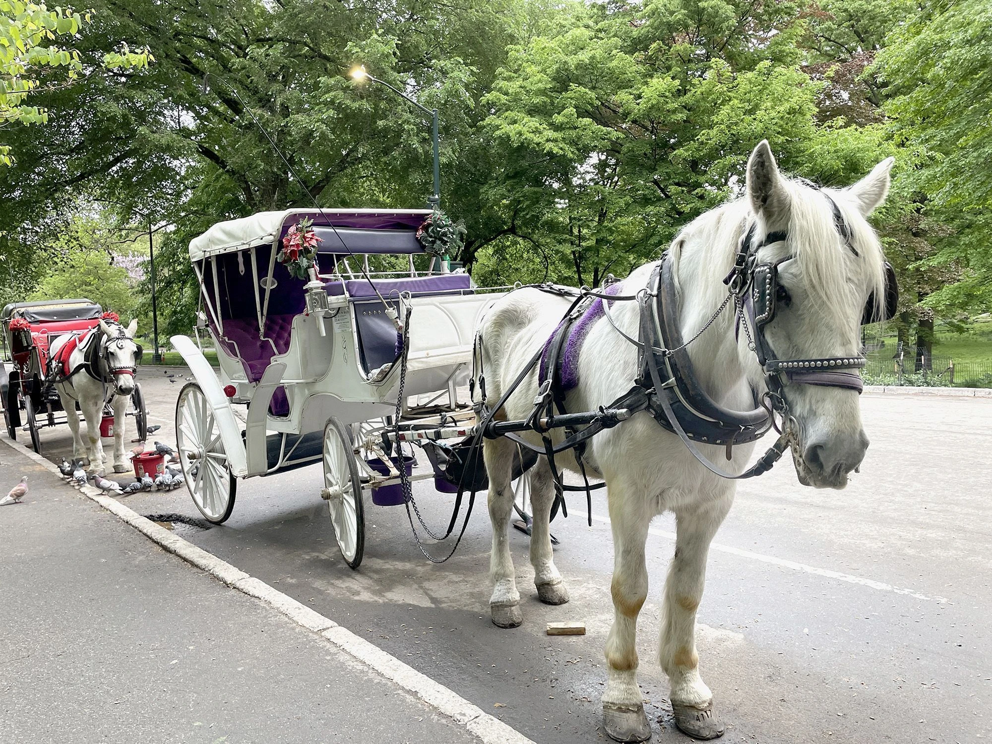 Nova York proíbe passeios com carruagens puxadas por cavalos