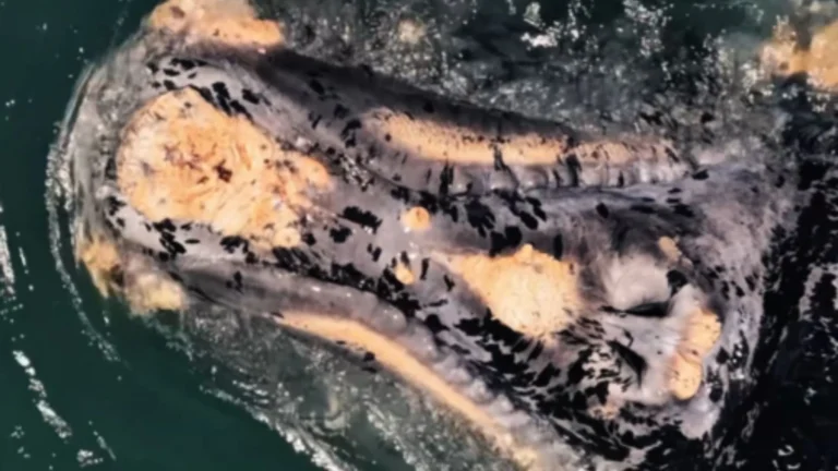 “Dálmata do oceano”: baleia semi-albina rara é vista e chama atenção em SC