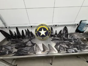 Mais de 17 toneladas de barbatanas de tubarão são apreendidas